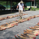 Conservation biologist Samuel Wasser inspecting seized elephant tusks in Malaysia in 2012